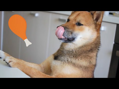 Yuki Boy wants chicken | Funny Shiba Inu sounds