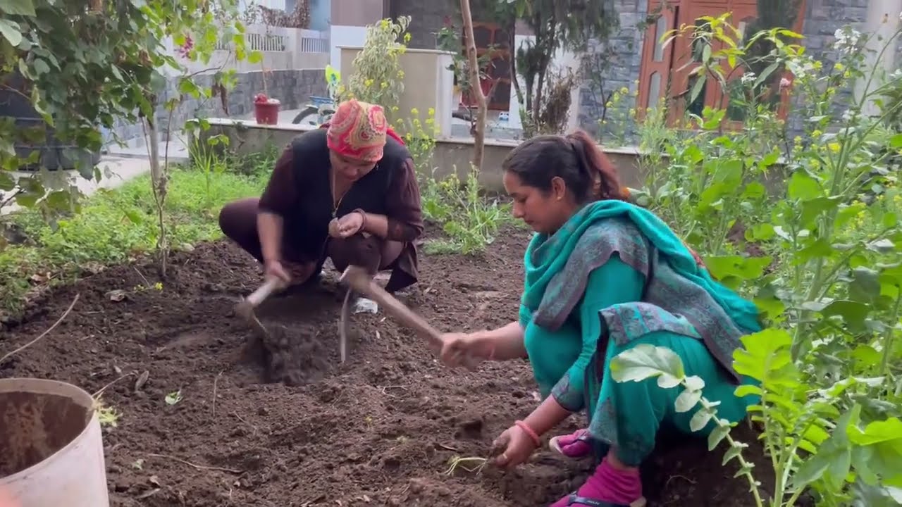 आज अपने किचन गार्डन में 🌺🌿☘️🍀गमलो में लगाये सीजनली फूल 🌹 🌺🌸🌼🪻