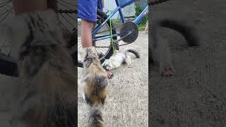 #anamtakhan#cat #duet #抖音舞蹈 #imut #kittenlove #cuteanimal #cutecat #cutepet #catboy #cute#anabul