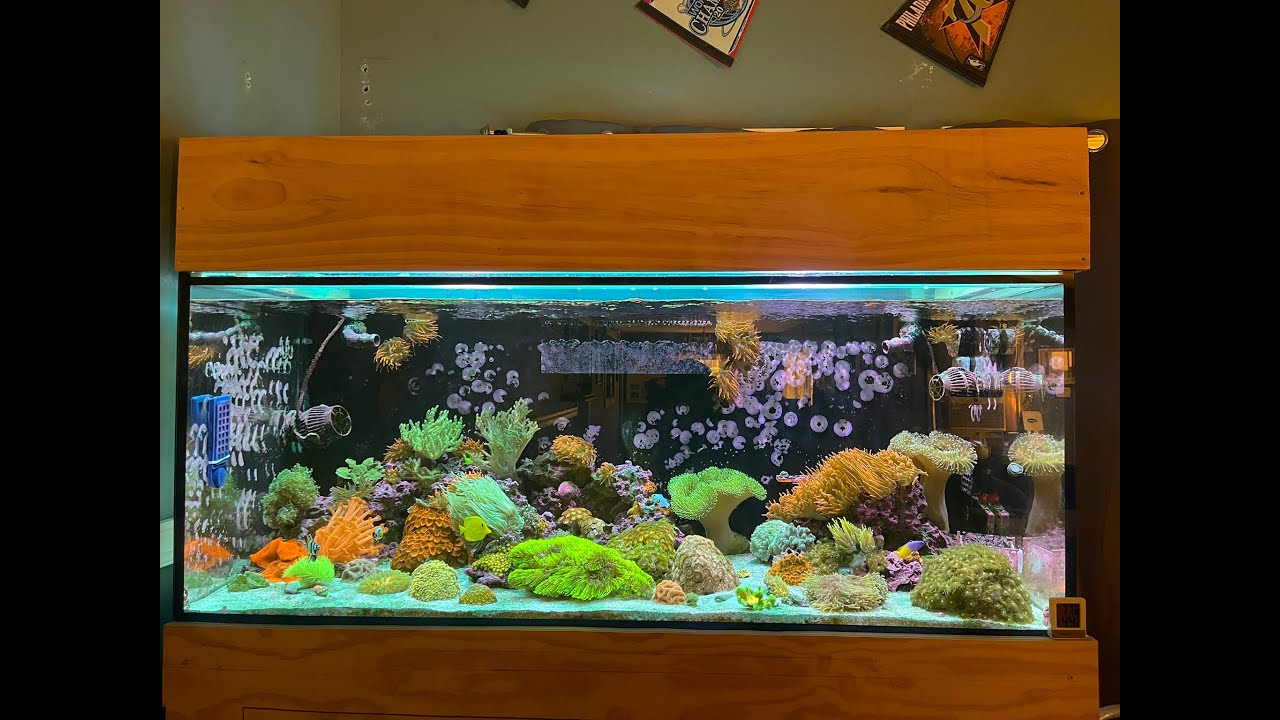 Two years of coral growth