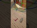 Balım kaykayı mı seçti yoksa scooteri mı seçti? #muhabbetkuşu #budgies #birds