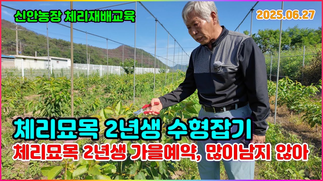 체리묘목 2년생 수형잡기 , 체리묘목 가을식재 예약 , 20250627 영덕체리 신안농장
