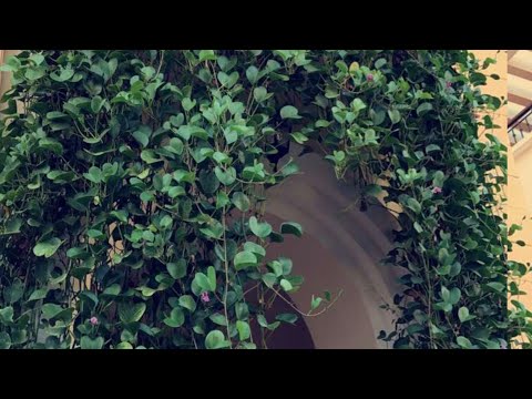 اسرع نبات متسلق يتحمل الحرارة الأيبوميا 