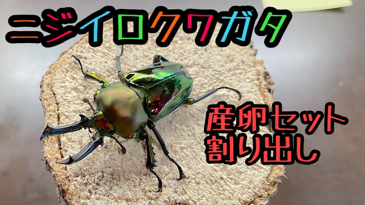 ニジイロクワガタ産卵セット割り出し(リサイクルマット) - YouTube