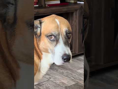 Her dogs were NOT fans 💀