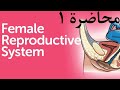 شرح تمريض نسا محاضرة Anatomy And Physiology Of Female Reproductive System 1 فرقة ثالثة شرح تمريض نسا محاضرة Anatomy And Physiology Of Female Reproductive System 1 فرقة ثالثة