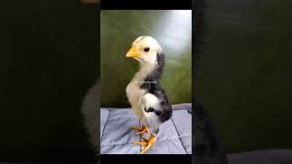 Beautifull Chick Of Black Aseel Murga Tiktok Video