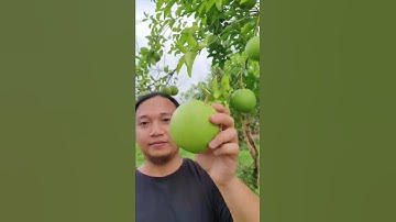 Chữa gan nhiễm mỡ hiệu quả tại nhà với quả bưởi non | TÂY BẮC TV #shorts