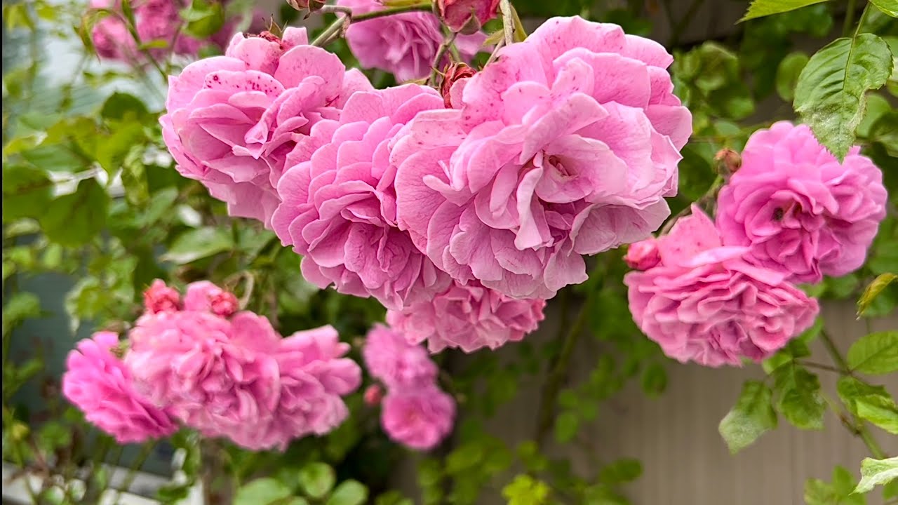 Lavender Lassie (Climbing Roses) YouTube