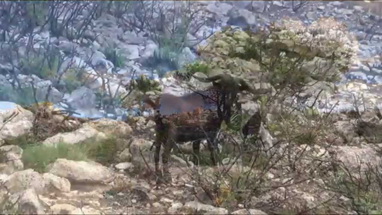 ... Et dans un coin... Zoé le roman signé Alain Cadéo - Mercure de France - 2015