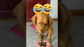 Funniest cats and dogs 🐶🐱 part 1