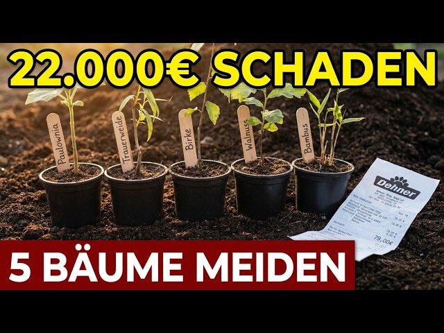 5 Bäume vom DEHNER, die dein Fundament HEBEN