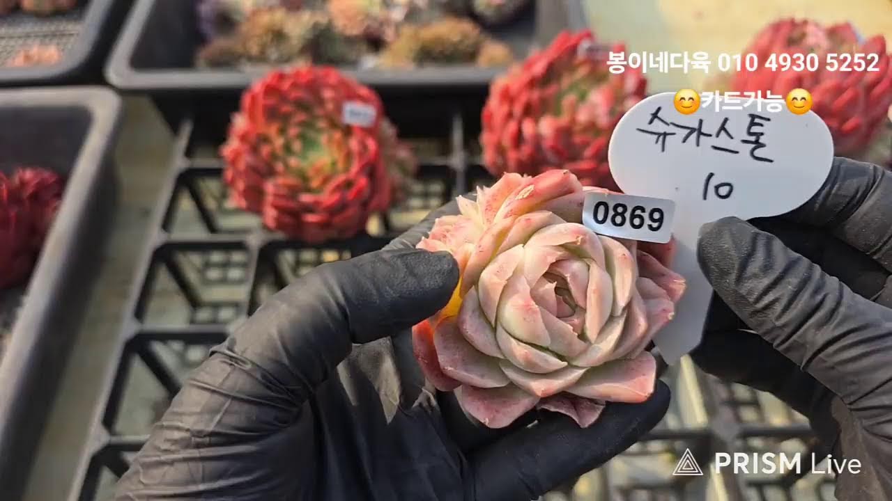 봉이네다육  판매방~♡ 02/011라이브 방송  #실시간방송 #다육식물 #다육화분 #봉이네다육 #담희화분 #다육식물라이브 #다육이방송 #김해키핑장 #다육식물방송 #다육이판매방