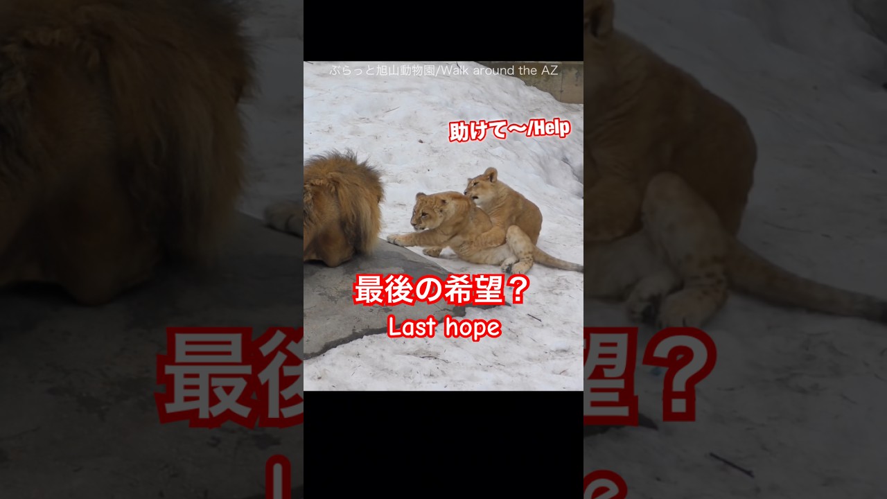 助けてー😭Help ＃ライオン #オリトイオイトフウレイ #ファミリー #赤ちゃん #lion #cute #animal #cubs