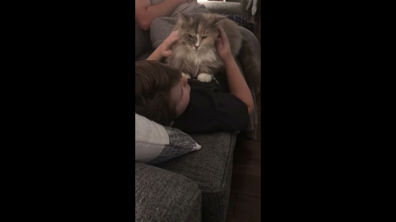 Cat Viciously Attacks Man YouTube
