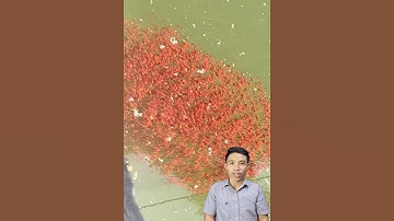 Cá lóc bông thái nuôi hàng ngàn cá con #cacconvat #docla #fishing