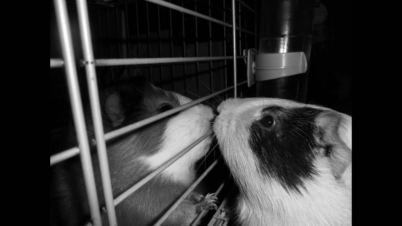 guinea pig fight !!! ( 2 boars )