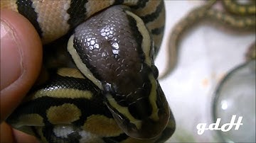 Clutch #1 2014 Hatchlings are out!!!