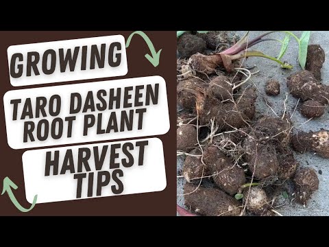 Video: Taro Dasheen Plant Info - Hoe Dasheen te kweken en waar is Dasheen goed voor?