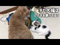 ひのきのことを慕っているチビ大福