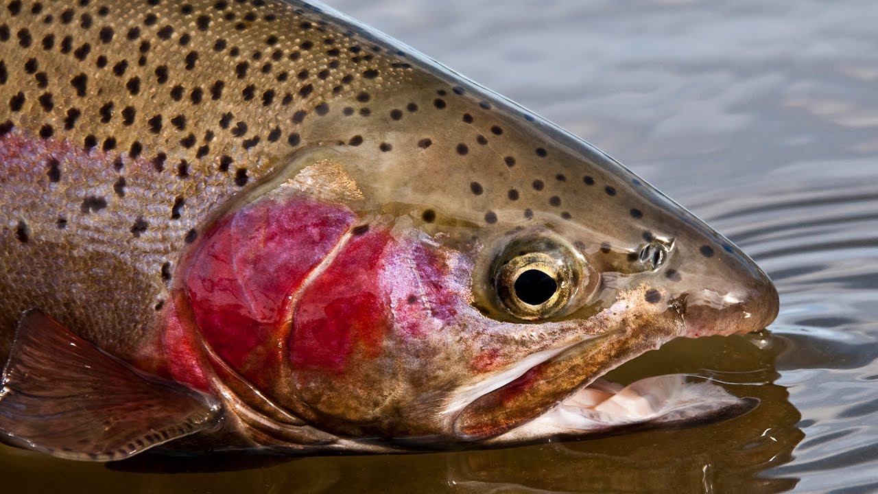 Pueblo tailwater fishing report