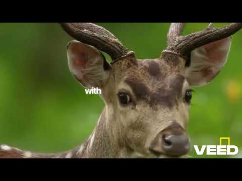 Documentary Text - Passive Voice