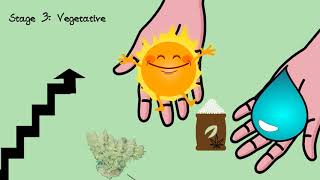 Download Lagu The Cannabis Life Cycle \u0026 How To Grow MP3