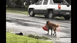 Пёс не отчаивался и упорно тащил тяжёлый пакет до самого порога. Вот что в нем было!