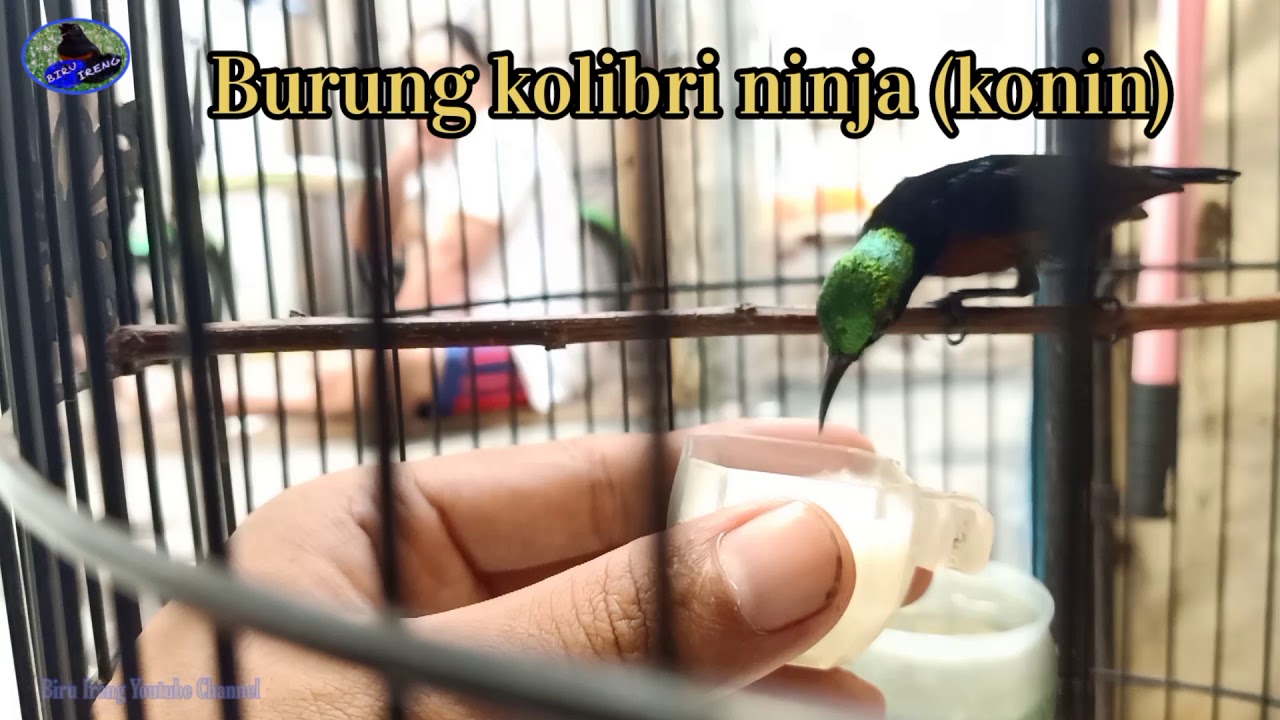 Burung kolibri ninja ( konin ) 