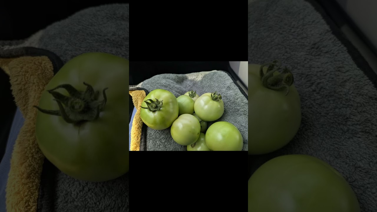 Green Tomato - YouTube