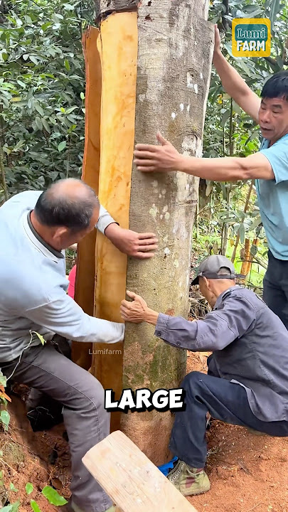 Why not cut the cinnamon tree before peeling the bark? #cinnamon #shorts