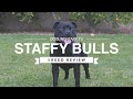 STAFFORDSHIRE BULL TERRIER BREED REVIEW の動画、YouTube動画。