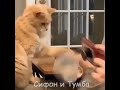 ПРИКОЛЫ #shorts  #приколы #юмор #смешныевидео #shortvideo #funny #comedy