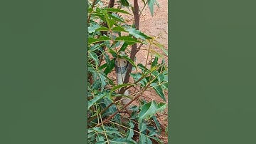 Nagin dance Cobra Snake video viral 🐍🐍#viralvideo #shorts #cobra snake
