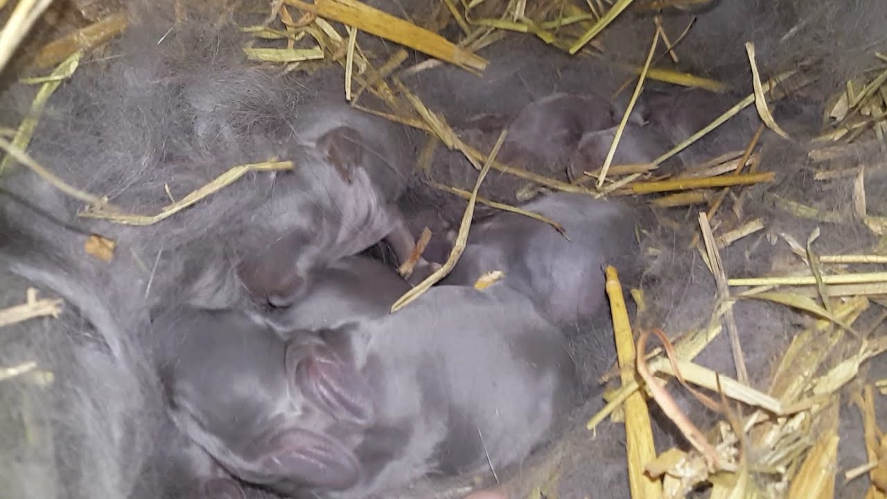 German Blue Rabbit Iepuri Uriasi German Albastru-Baby blue rabbits coming - YouTube