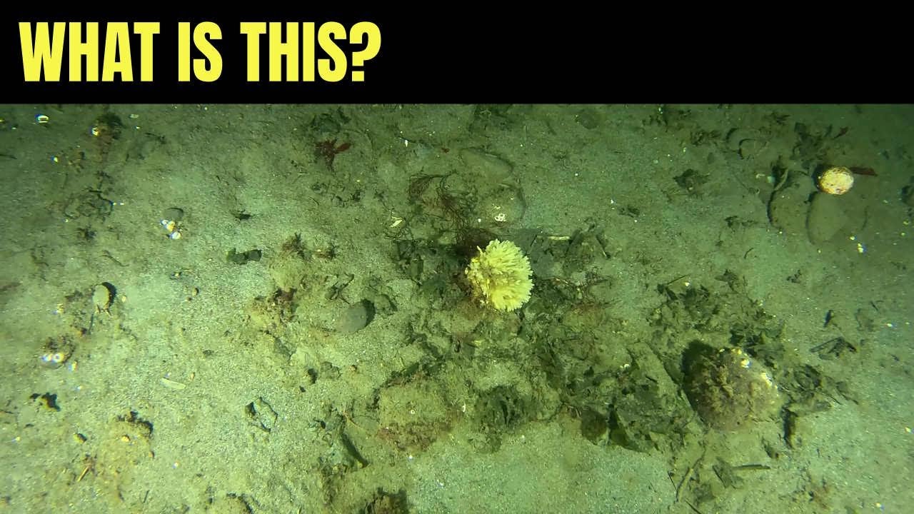 Что Это? Если Знаете, Пожалуйста, Прокомментируйте! | Морская Дикая Природа Моря Салиш