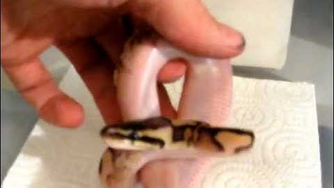 ReedsReptiles 2012 ball python breeding season part 1