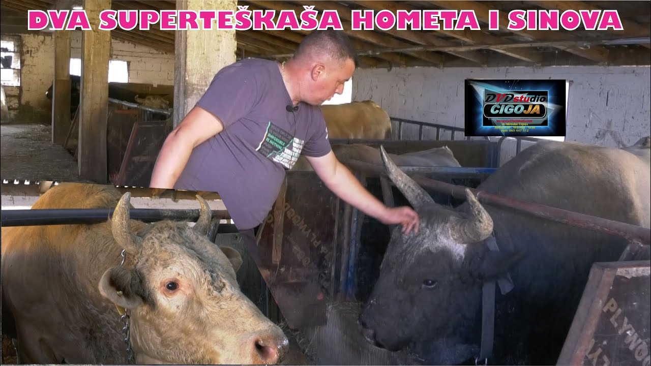 - GOLUB I JADRAN DVA SUPERTEŠKAŠA PORODICE MAŠIĆ IZ KUPREŠAMA KOD JAJCA