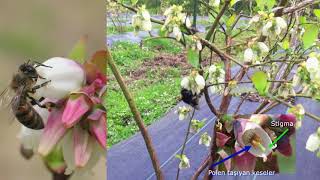 Maviyemiş, Çiçek, Tozlanma, Döllenme Blueberry, Flower, Fertilizetion, Berry-Set