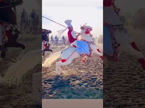 واہ سوار واہ گھوڑا تیری کیا بات ہے      گھوڑا 