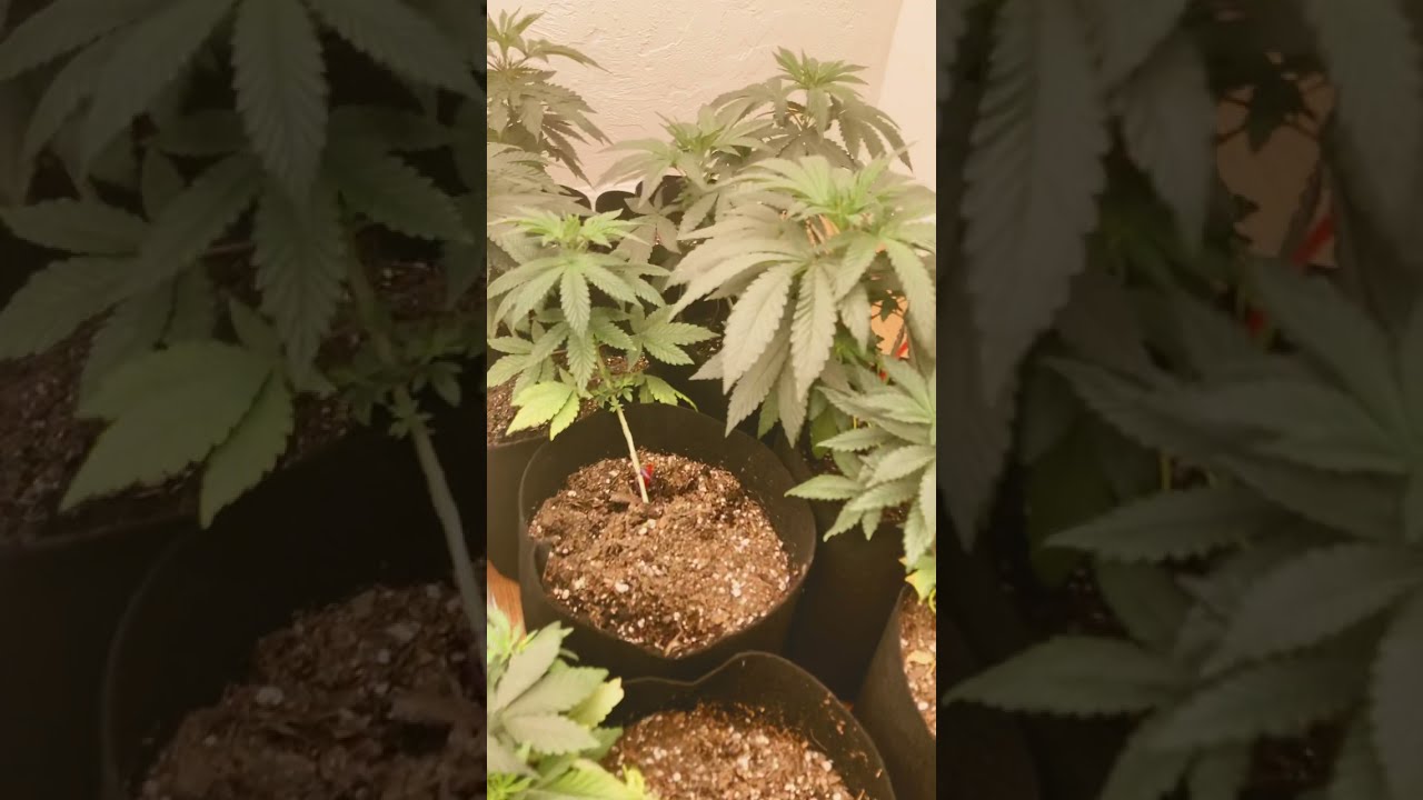 First closet grow. Dope!!!