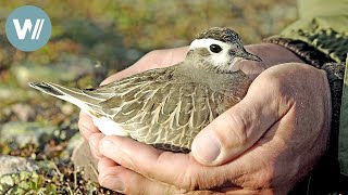 Die Saga vom Vogel in der Hand | Tiere vor der Kamera (2006) | Folge 42/54