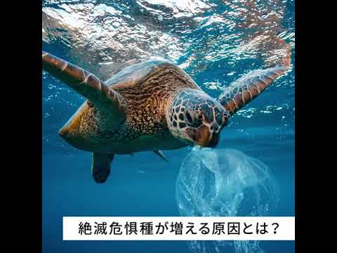 海で絶滅危惧種が増える原因とは 対策についても考えよう Youtube