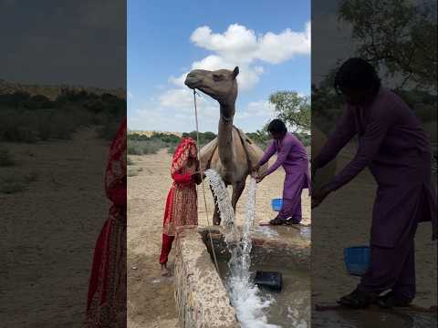 تم تحميل الماء على الجمل ثم سكب في بئر صحراوي