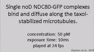 Molecular Biophysics of Mitosis: Single molecule of NDC80 diffuses on microtubule