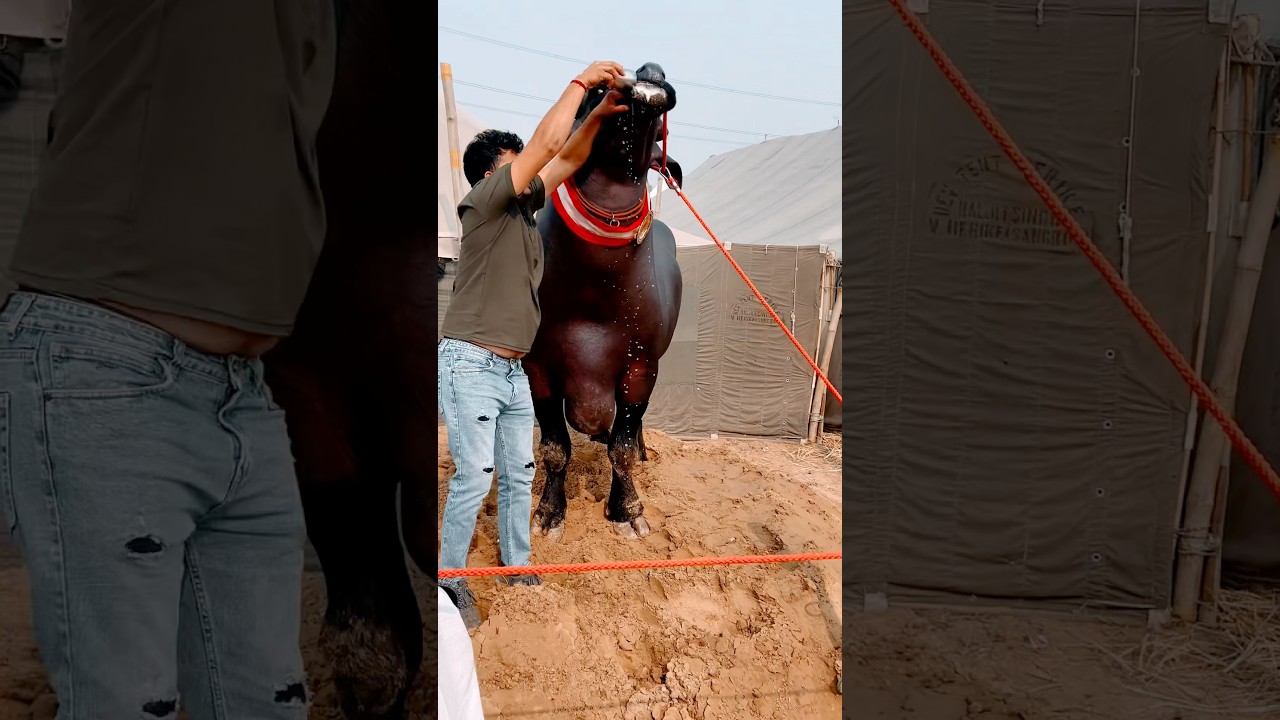 Khuni Ranjis (Full Video) Masoom Sharma, Ashu Twinkle | Virat, Nisha Bhatt | New Haryanvi Song