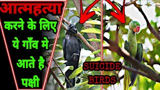 Jatinga Bird Suicide Facts Jatinga Bird Sucide Miths Jatinga Bird Phenomenon Factsbook Tef