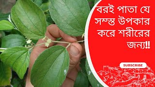 বরই পতর সবসথয উপকরত Health Benefits Of Plum Leavesmust Know Benefits Plum Leaves