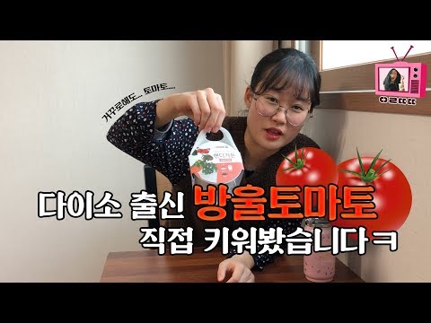 다이소 신박템 핸디가든 방울토마토 키우기! 유진이의 얼렁뚱땅 재배일기! 과연 새싹이 날까요? [얼렁뚱땅 재배일기]