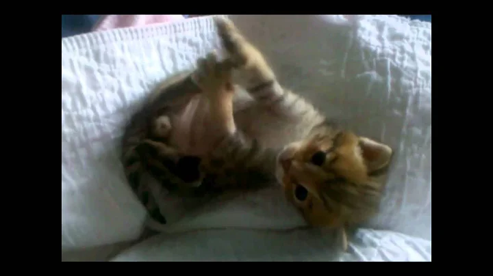 Watch the video about AJSavannahs F2B Savannah Kitten Gabriel 091310 Savannah cat